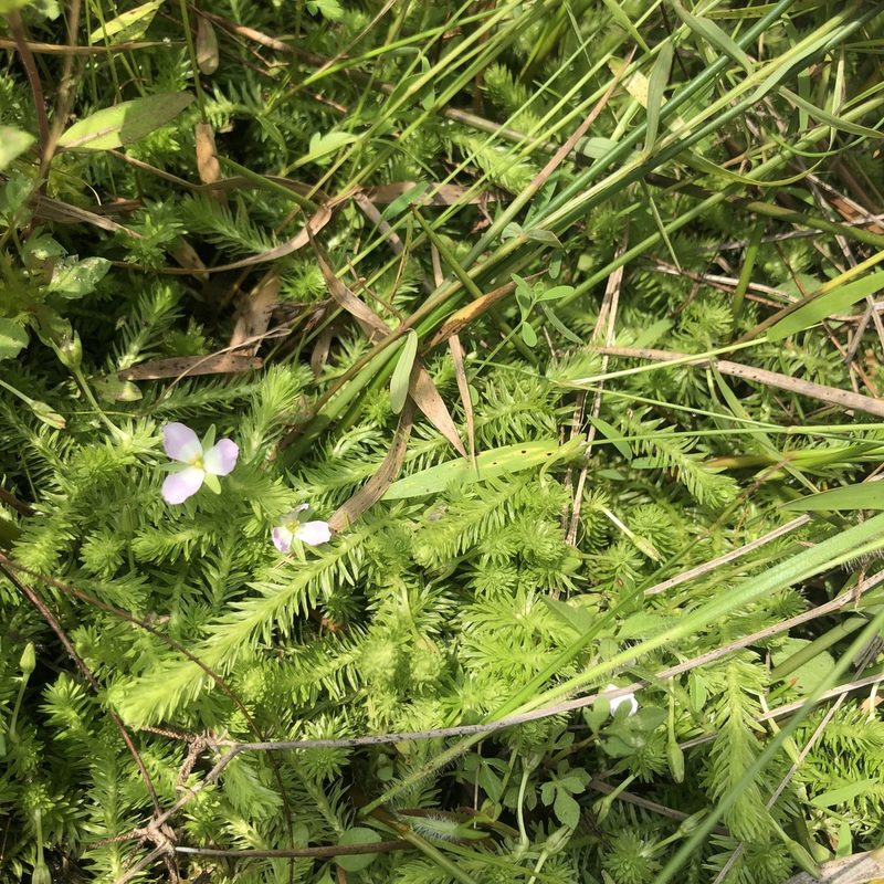 Mayaca fluviatilis, photographed by John Kees