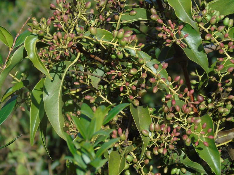 Tripodanthus acutifolius, photographed by Daniel Dias