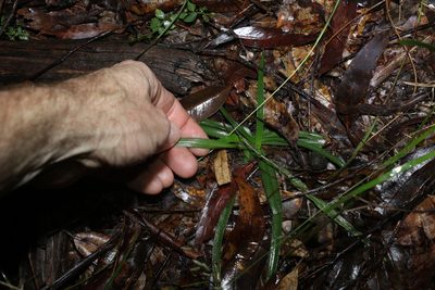 Murdannia graminea, photographed by Greg Tasney