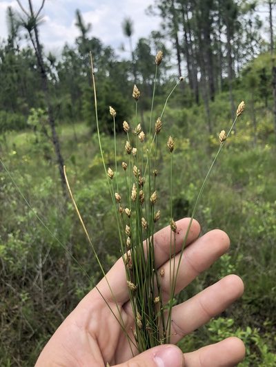 Eleocharis tuberculosa, photographed by John Kees