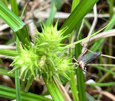 Carex lupulina, photographed by Sue Ann Kendall
