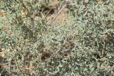 Atriplex canescens, photographed by William Harmon
