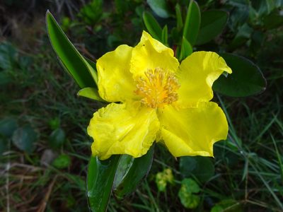 Hibbertia scandens, photographed by Gary Williams