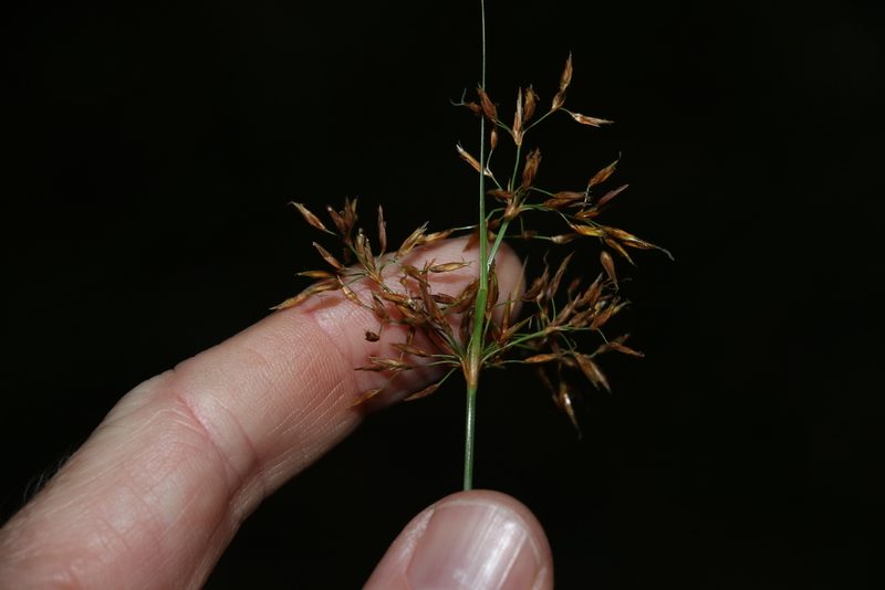 Fimbristylis cinnamometorum, photographed by Greg Tasney