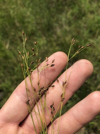 Rhynchospora rariflora, photographed by John Kees