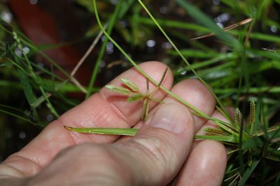 Cyperus aquatilis, photographed by Greg Tasney