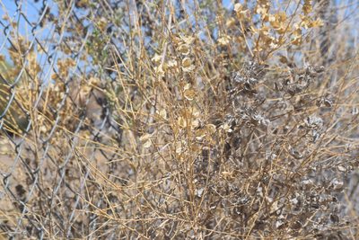 Atriplex canescens, photographed by William Harmon