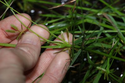Cyperus aquatilis, photographed by Greg Tasney