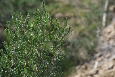 Sarcobatus vermiculatus, photographed by William Harmon