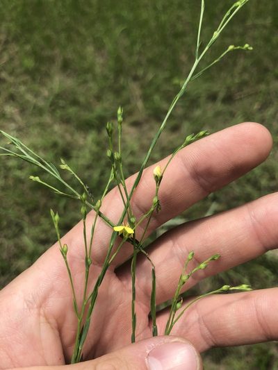 Linum floridanum, photographed by John Kees