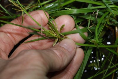 Cyperus aquatilis, photographed by Greg Tasney