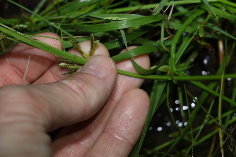Cyperus aquatilis, photographed by Greg Tasney
