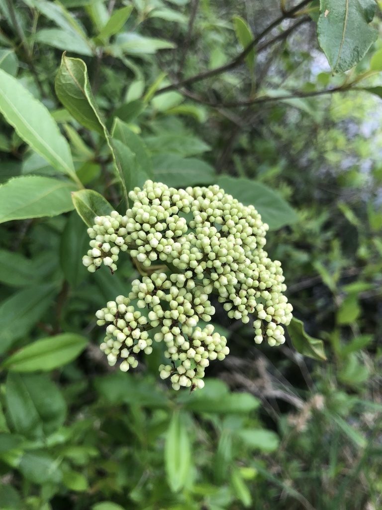 Viburnum cassinoides, photographed by John Kees
