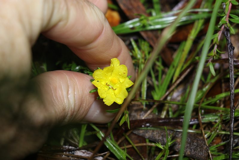 Hibbertia stricta, photographed by Greg Tasney