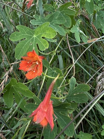 Tropaeolum smithii, photographed by Nicolás Baresch Uribe