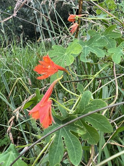 Tropaeolum smithii, photographed by Nicolás Baresch Uribe