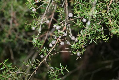 Leptospermum polygalifolium, photographed by Greg Tasney