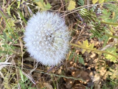 Agoseris grandiflora, photographed by Michael Warner