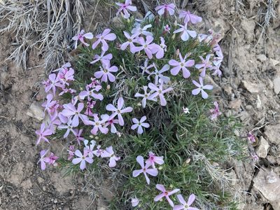 Phlox austromontana, photographed by Jennifer A. Rogers