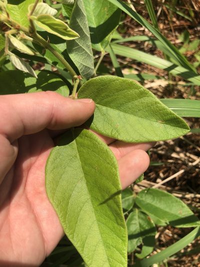 Desmodium nuttallii, photographed by John Kees