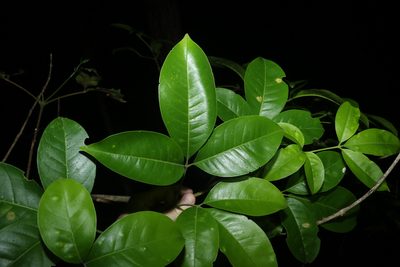 Melicope elleryana, photographed by Greg Tasney