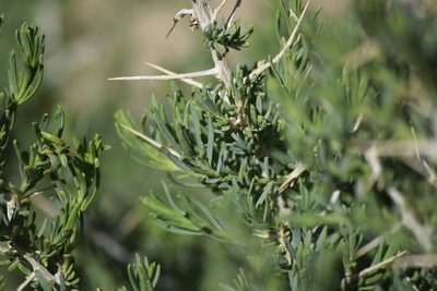 Sarcobatus vermiculatus, photographed by William Harmon