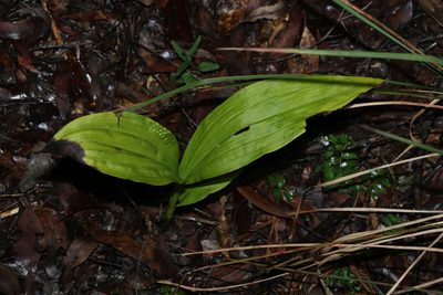 Eulophia picta, photographed by Greg Tasney