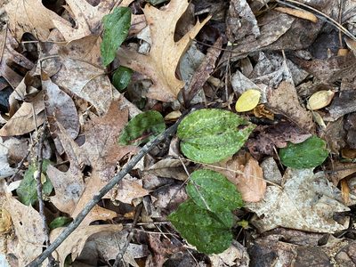 Tipularia discolor, photographed by Bonnie Semmling