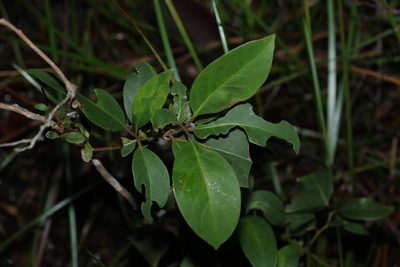 Lophostemon suaveolens, photographed by Greg Tasney