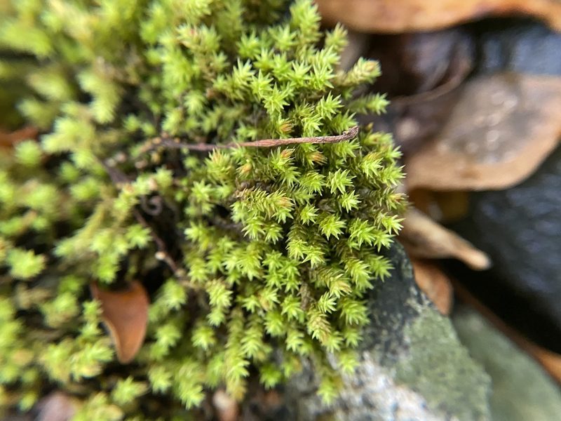 Hedwigia ciliata, photographed by Bonnie Semmling