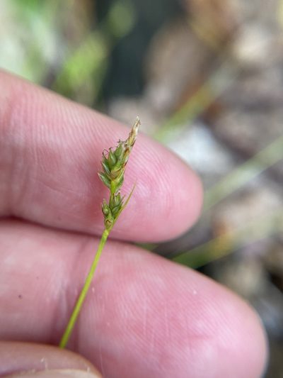 Carex albicans, photographed by Bonnie Semmling
