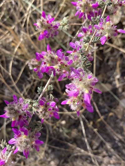 Dalea versicolor, photographed by er-birds