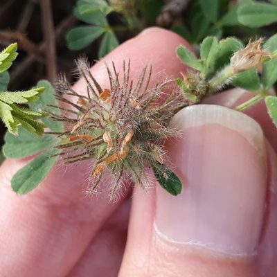 Trifolium cherleri, photographed by Mehdi Chetibi