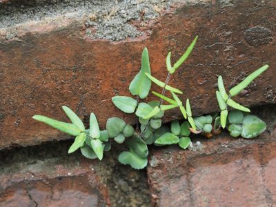 Pellaea atropurpurea, photographed by mefisher