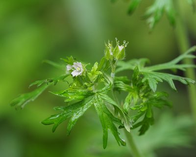 Geranium carolinianum, photographed by mefisher