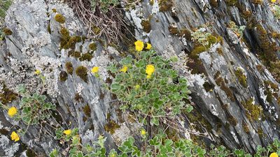 Potentilla villosa, photographed by Eric Castro