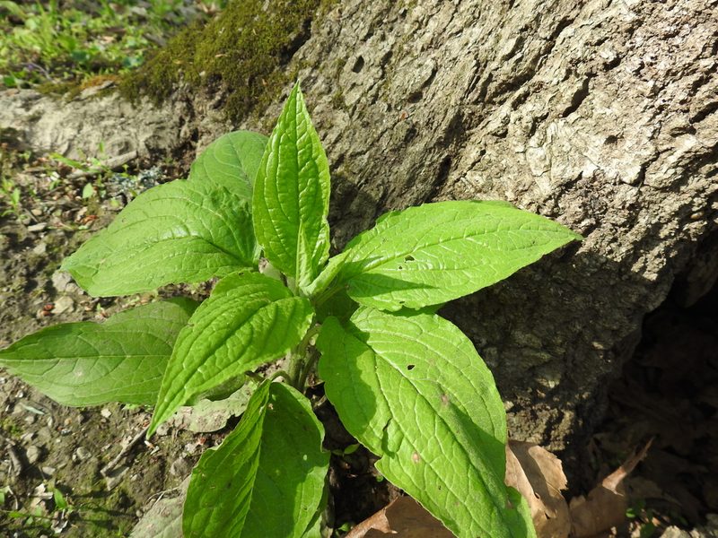 Hackelia virginiana, photographed by Surly Aardvark