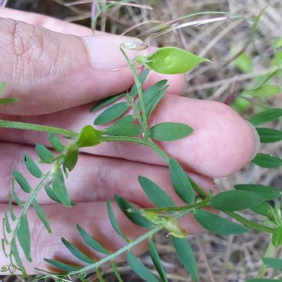 Vicia disperma, photographed by Mehdi Chetibi