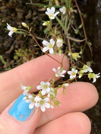 Cascadia nuttallii, photographed by Kate Manning