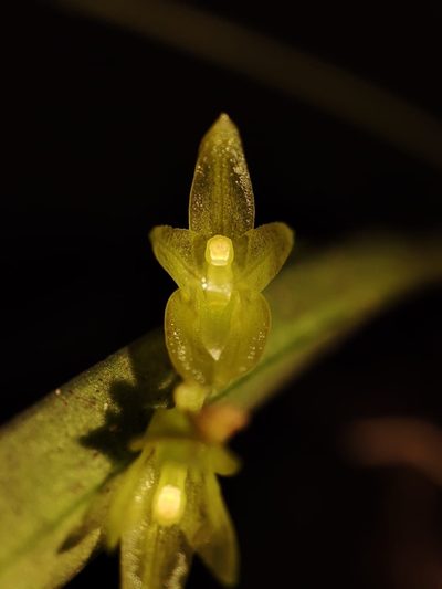 Acianthera hygrophila, photographed by Johann Macedo
