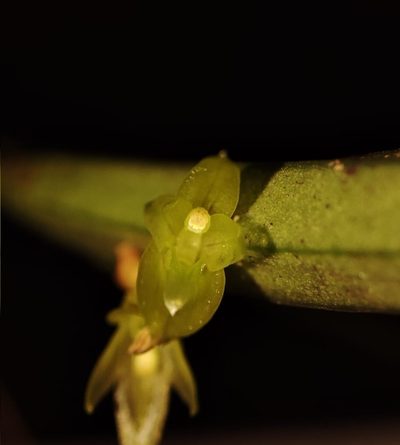 Acianthera hygrophila, photographed by Johann Macedo