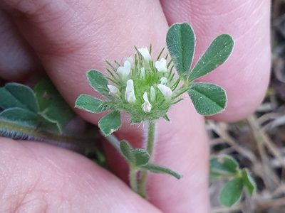 Trifolium cherleri, photographed by Mehdi Chetibi