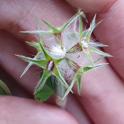 Trifolium stellatum, photographed by Mehdi Chetibi