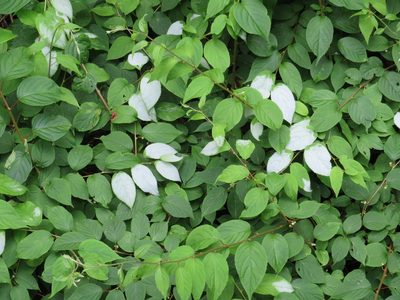 Actinidia polygama, photographed by Marco Mussita
