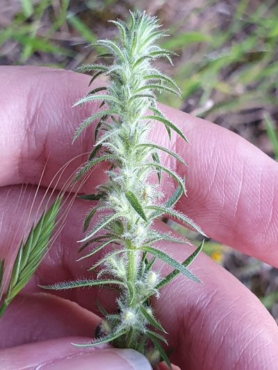 Anarrhinum pedatum, photographed by Mehdi Chetibi
