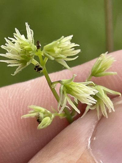 Thalictrum revolutum, photographed by Becky Dill
