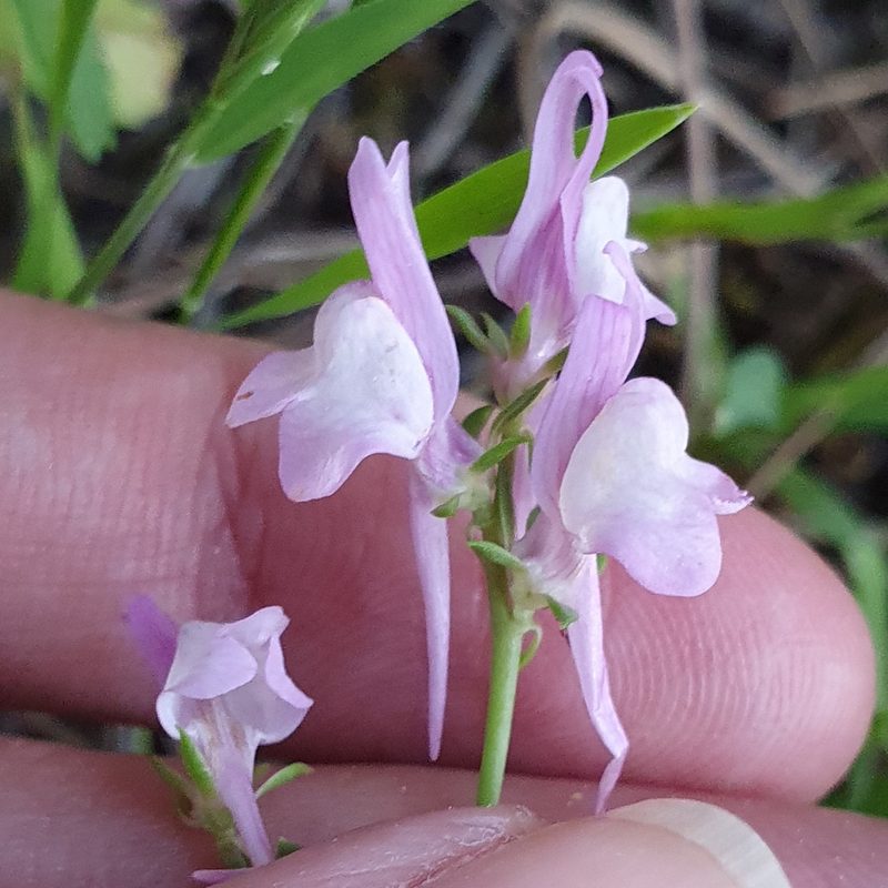 Linaria virgata, photographed by Mehdi Chetibi