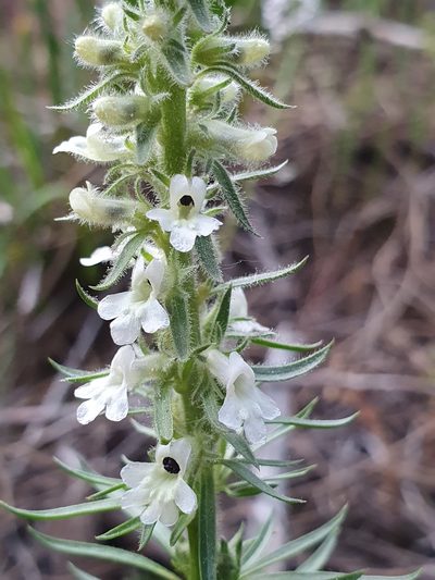 Anarrhinum pedatum, photographed by Mehdi Chetibi
