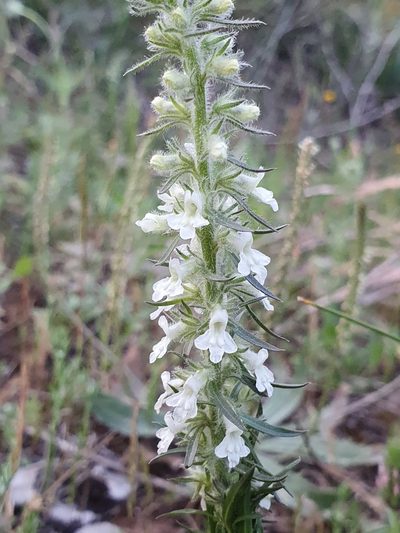 Anarrhinum pedatum, photographed by Mehdi Chetibi