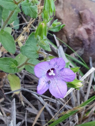Campanula dichotoma, photographed by Mehdi Chetibi